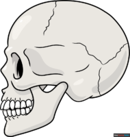 How to Draw a Skull in Profile