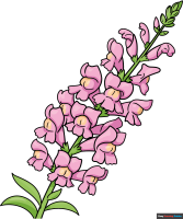 How to Draw a Snapdragon