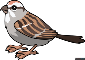 How to Draw a Sparrow