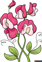 How to Draw a Sweet Pea