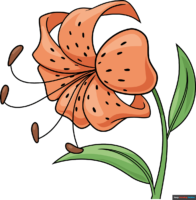 How to Draw a Tiger Lily