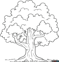 How to Draw a Tree Outline