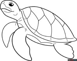 How to Draw a Turtle Outline