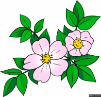 How to Draw a Wild Rose