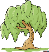 How to Draw a Willow Tree