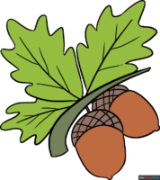 How to Draw Acorns