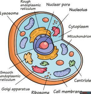 How to Draw anHow to Draw an Animal Cell Featured Image
