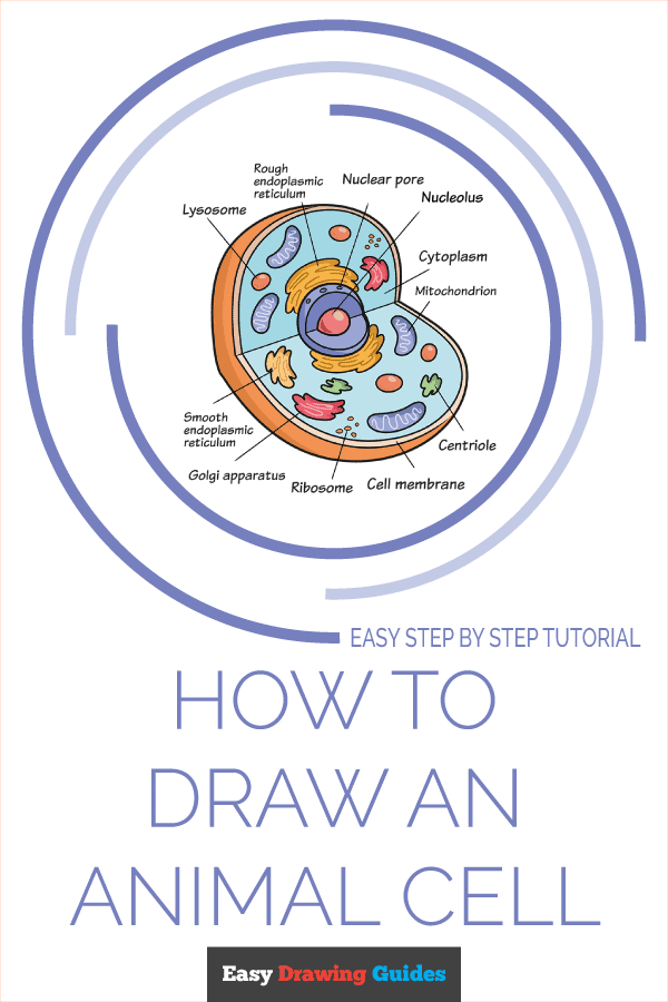 How to Draw an Animal Cell Pinterest Image