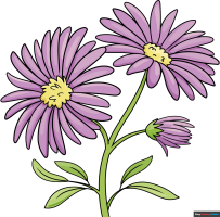 How to Draw an Aster