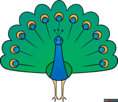 How to Draw an Easy Peacock