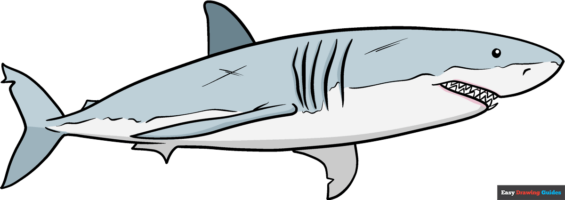How to Draw an Easy Realistic Shark