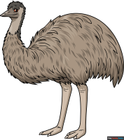 How to Draw an Emu