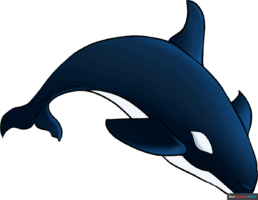 How to Draw an Orca