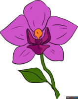 How to Draw an Orchid