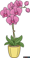How to Draw an Orchid in a Pot