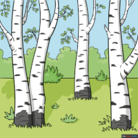 How to Draw Birch Trees