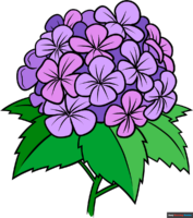 How to Draw a Hydrangea Flower
