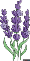 How to Draw Lavender