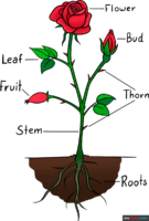 How to Draw Parts of a Rose