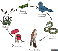 How to Draw the Food Chain