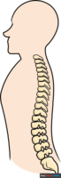 How to Draw the Spine