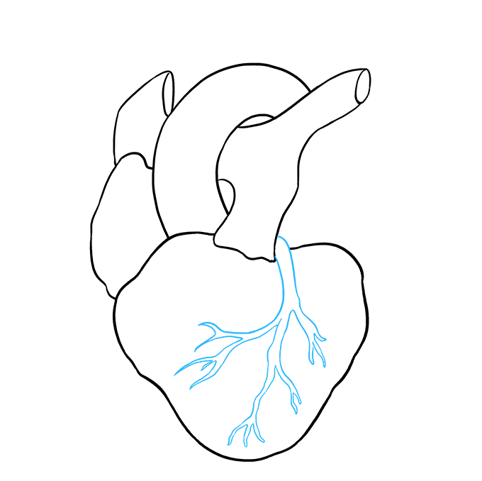 How to Draw a Human Heart Step 06