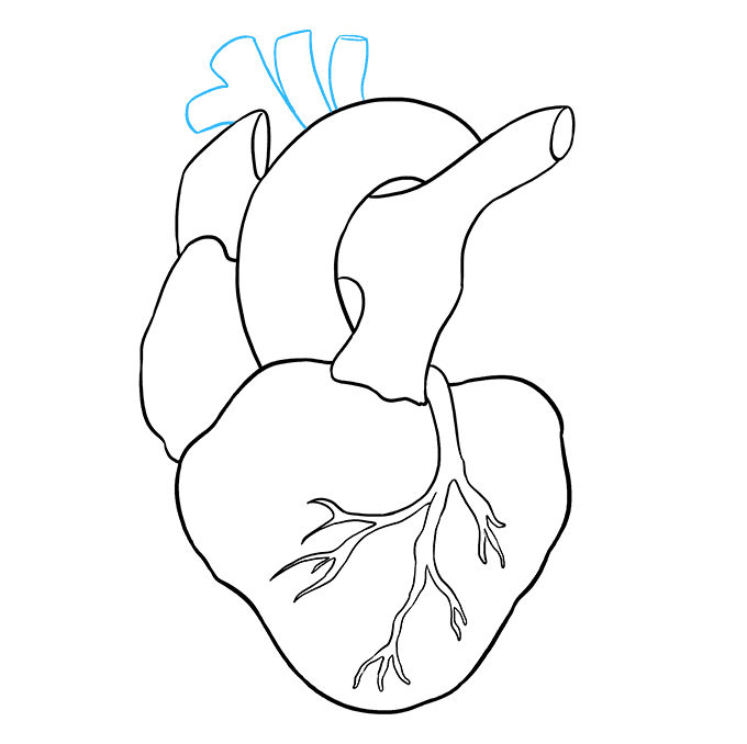 How to Draw a Human Heart Step 07