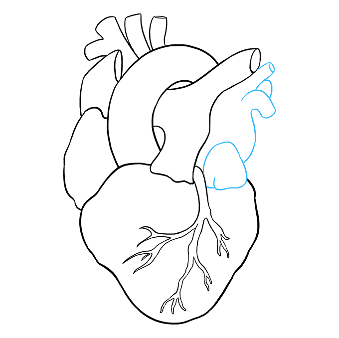 How to Draw a Human Heart Step 08