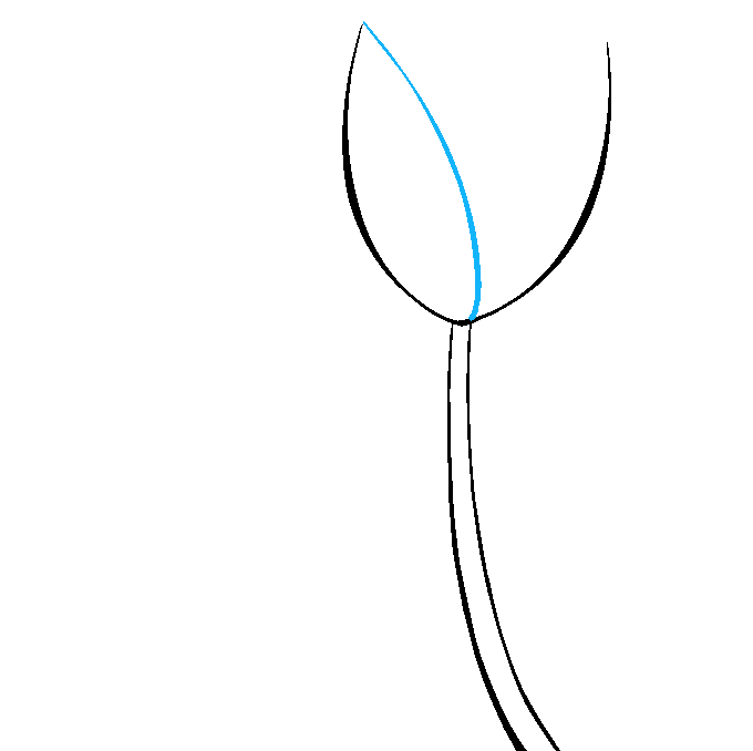 How to Draw a Tulip Step 03