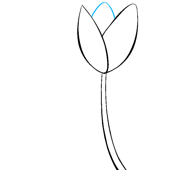 How to Draw a Tulip Step 05