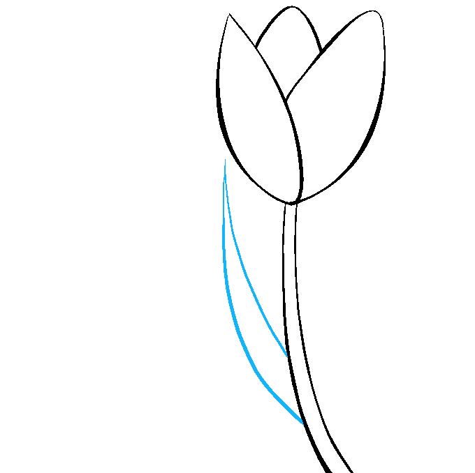 How to Draw a Tulip Step 06