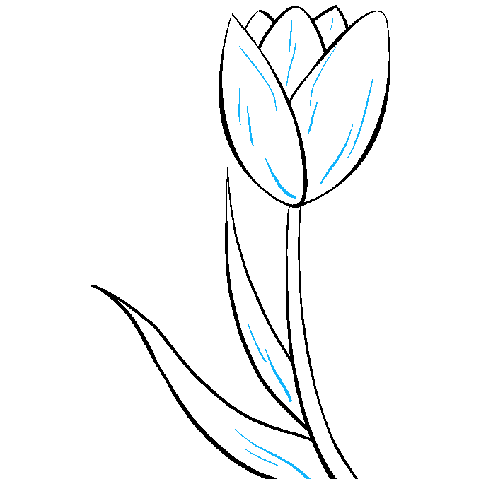 How to Draw a Tulip Step 09