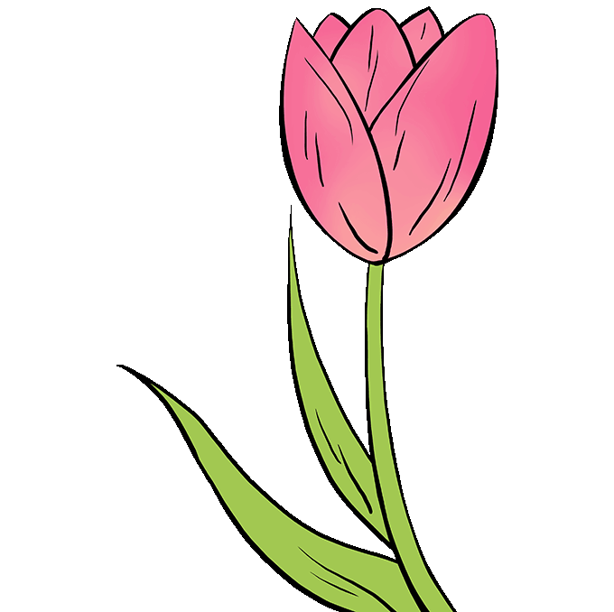 How to Draw a Tulip Step 10